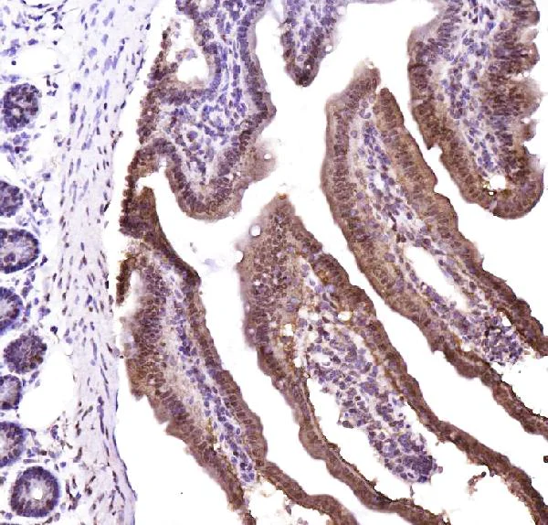 Immunohistochemistry (Frozen sections) - Anti-CTBP2 antibody - C-terminal (AB190933)