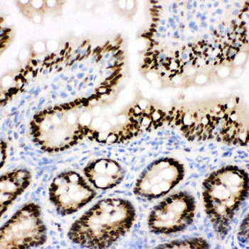 Immunohistochemistry (Frozen sections) - Anti-CTBP2 antibody - C-terminal (AB190933)