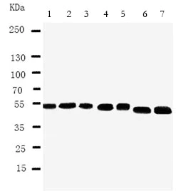Western blot - Anti-CTBP2 antibody - C-terminal (AB190933)