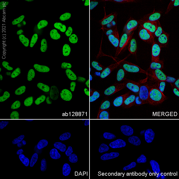 Immunocytochemistry/ Immunofluorescence - Anti-CTBP2 antibody [EPR7611(B)] (AB128871), expandable thumbnail