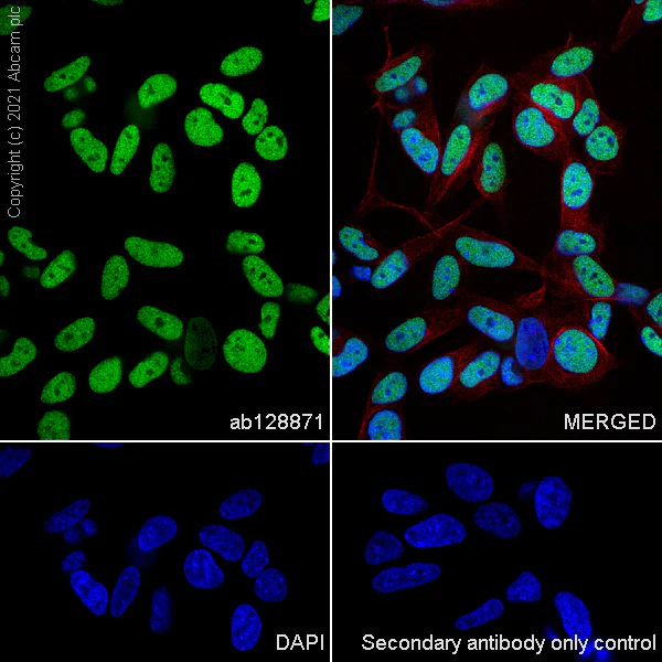 Immunocytochemistry/ Immunofluorescence - Anti-CTBP2 antibody [EPR7611(B)] (AB128871)