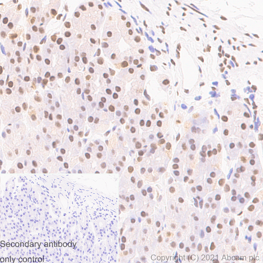 Immunohistochemistry (Formalin/PFA-fixed paraffin-embedded sections) - Anti-CTBP2 antibody [EPR7611(B)] (ab128871), expandable thumbnail