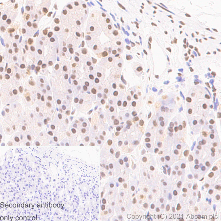 Immunohistochemistry (Formalin/PFA-fixed paraffin-embedded sections) - Anti-CTBP2 antibody [EPR7611(B)] (AB128871)