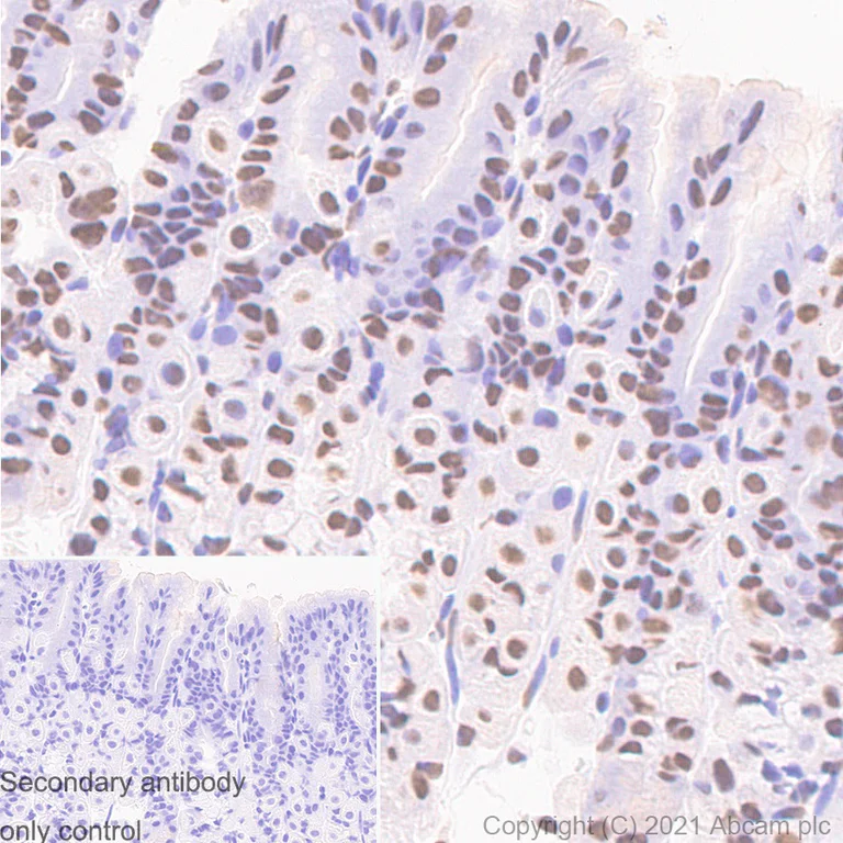 Immunohistochemistry (Formalin/PFA-fixed paraffin-embedded sections) - Anti-CTBP2 antibody [EPR7611(B)] (AB128871)