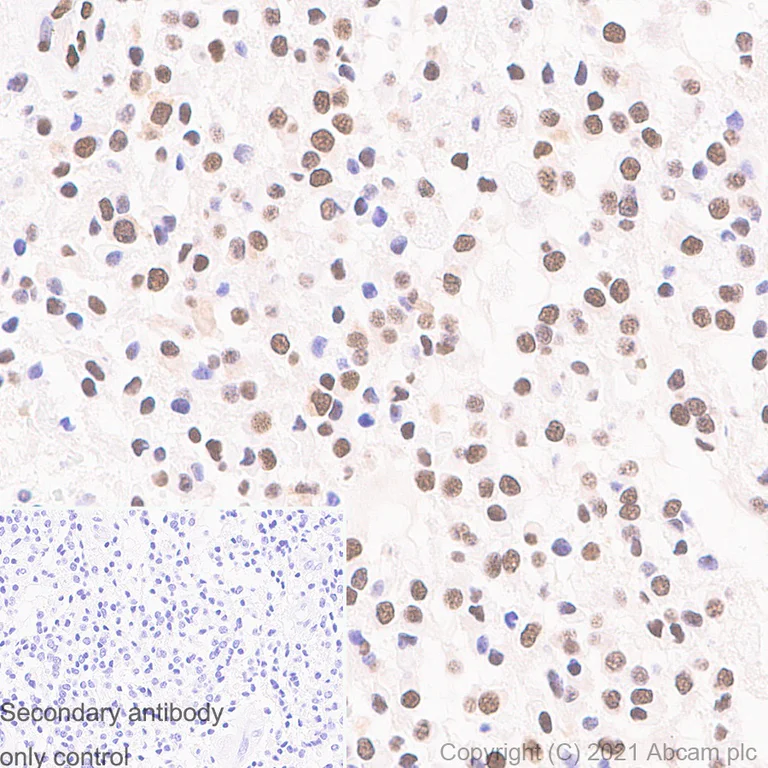 Immunohistochemistry (Formalin/PFA-fixed paraffin-embedded sections) - Anti-CTBP2 antibody [EPR7611(B)] - BSA and Azide free (AB248197)
