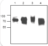 Western blot - Anti-CTCF antibody (AB126778)