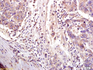Immunohistochemistry (Formalin/PFA-fixed paraffin-embedded sections) - Anti-CTCF antibody (AB203312)