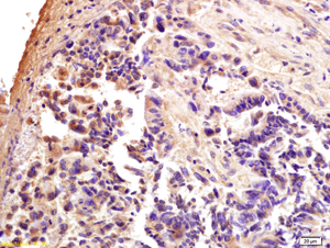 Immunohistochemistry (Formalin/PFA-fixed paraffin-embedded sections) - Anti-CTCF antibody (AB203312)