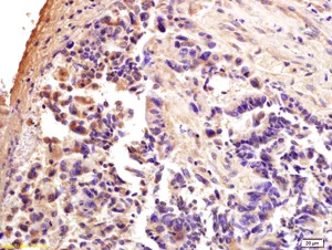 Immunohistochemistry (Formalin/PFA-fixed paraffin-embedded sections) - Anti-CTCF antibody (AB203312)
