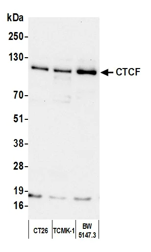 Western blot - Anti-CTCF antibody (AB70303)