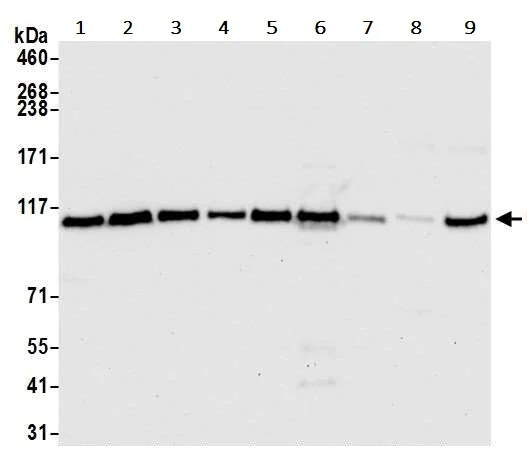 Western blot - Anti-CTCF antibody [BLR041F] (AB243897)