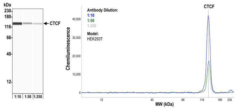 Western blot - Anti-CTCF antibody [BLR041F] (AB243897)