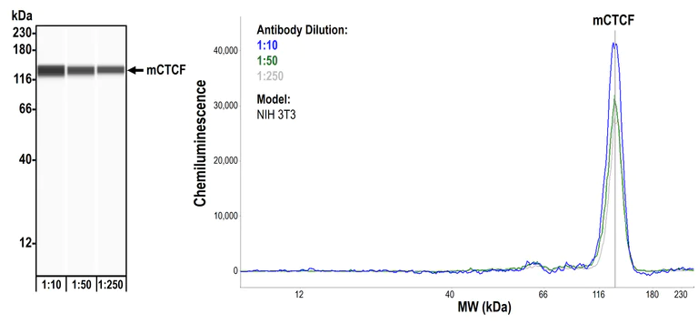 Western blot - Anti-CTCF antibody [BLR041F] (AB243897)