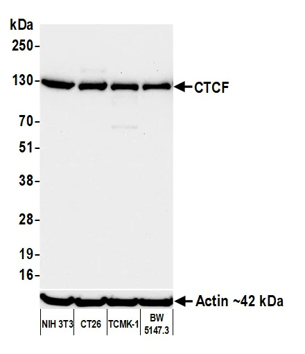 Western blot - Anti-CTCF antibody [BLR041F] (AB243897)