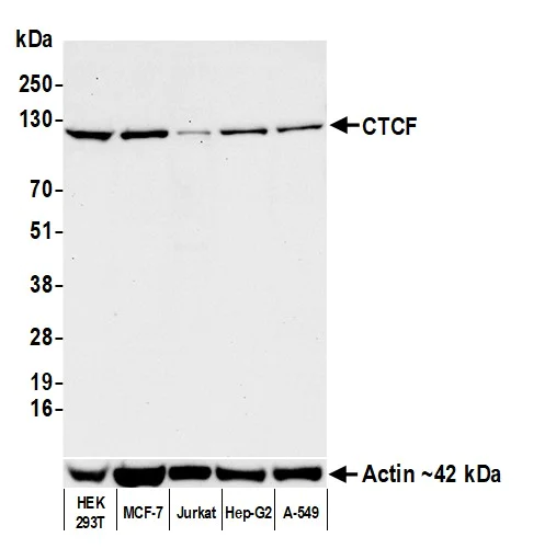 Western blot - Anti-CTCF antibody [BLR041F] (AB243897)
