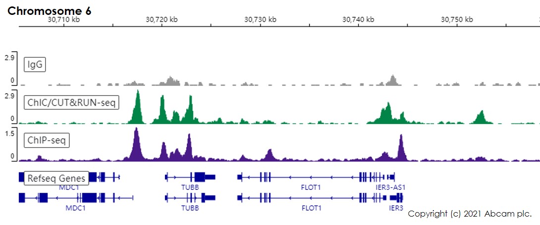 ChIC/CUT&RUN sequencing - Anti-CTCF antibody [EPR18253] - ChIP Grade (AB188408), expandable thumbnail