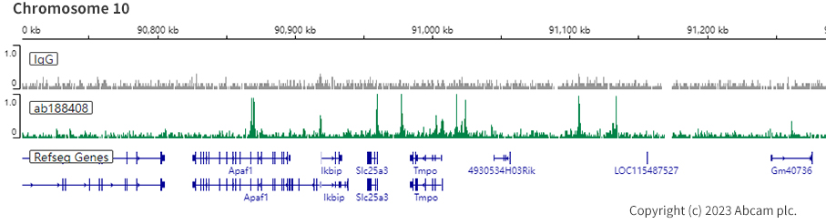 ChIC/CUT&RUN sequencing - Anti-CTCF antibody [EPR18253] - ChIP Grade (ab188408), expandable thumbnail