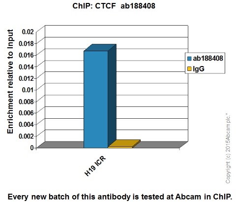 ChIP - Anti-CTCF antibody [EPR18253] - ChIP Grade (ab188408), expandable thumbnail