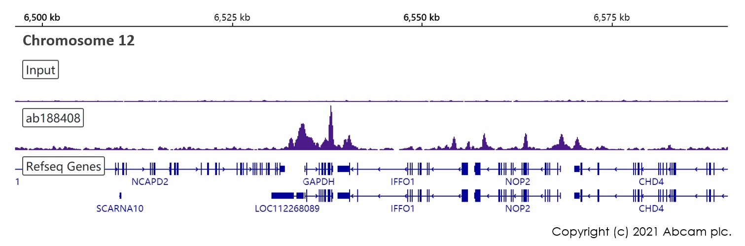 ChIP-sequencing - Anti-CTCF antibody [EPR18253] - ChIP Grade (AB188408), expandable thumbnail