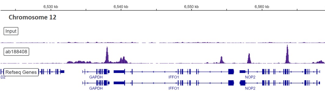 ChIP-sequencing - Anti-CTCF antibody [EPR18253] - ChIP Grade (AB188408), expandable thumbnail
