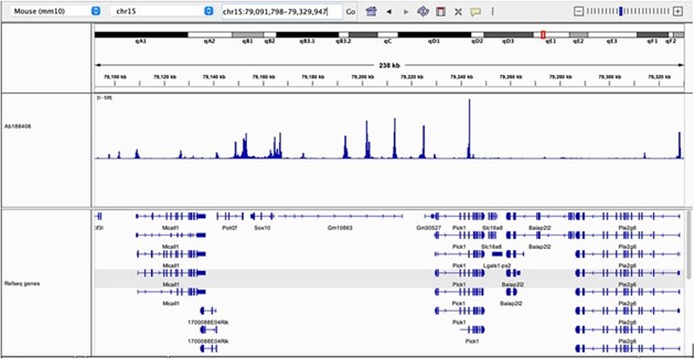 CUT&Tag - Anti-CTCF antibody [EPR18253] - ChIP Grade (ab188408), expandable thumbnail