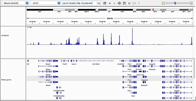 CUT&Tag - Anti-CTCF antibody [EPR18253] - ChIP Grade (AB188408)
