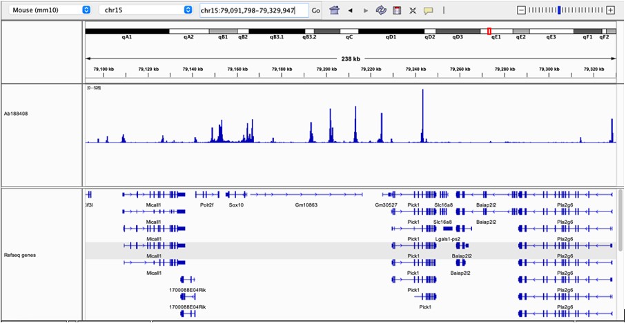 CUT&Tag sequencing - Anti-CTCF antibody [EPR18253] - ChIP Grade (ab188408), expandable thumbnail