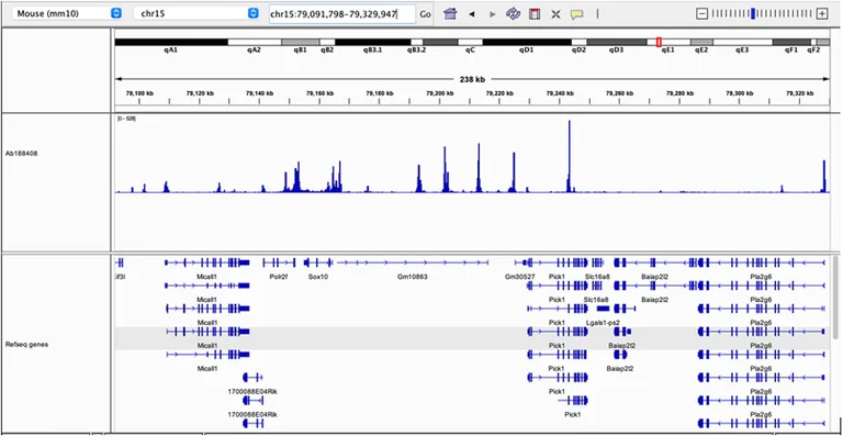 CUT&Tag sequencing - Anti-CTCF antibody [EPR18253] - ChIP Grade (AB188408)