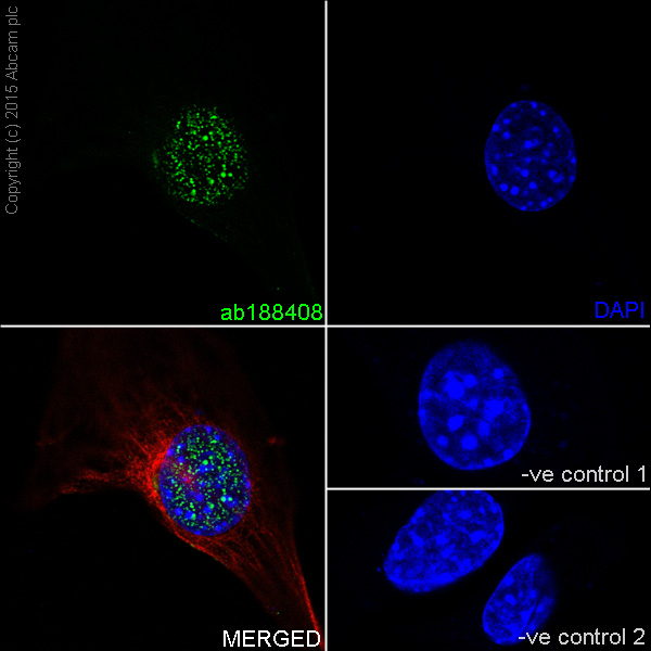 Immunocytochemistry/ Immunofluorescence - Anti-CTCF antibody [EPR18253] - ChIP Grade (ab188408), expandable thumbnail