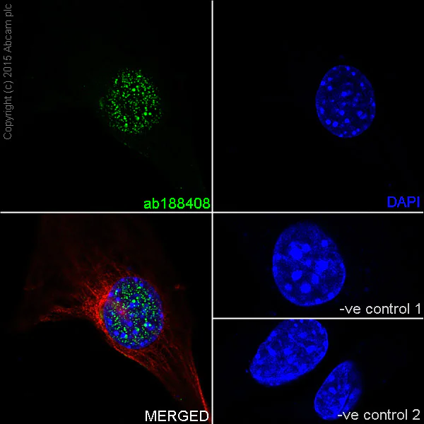 Immunocytochemistry/ Immunofluorescence - Anti-CTCF antibody [EPR18253] - ChIP Grade (AB188408)