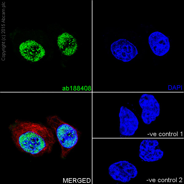 Immunocytochemistry/ Immunofluorescence - Anti-CTCF antibody [EPR18253] - ChIP Grade (ab188408), expandable thumbnail