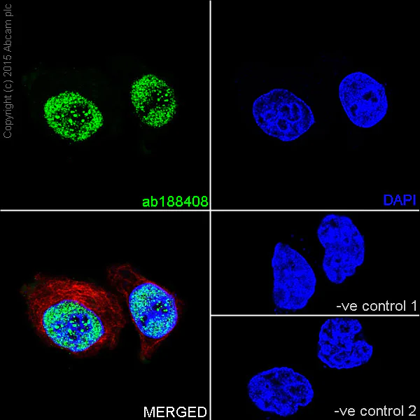 Immunocytochemistry/ Immunofluorescence - Anti-CTCF antibody [EPR18253] - ChIP Grade (AB188408)