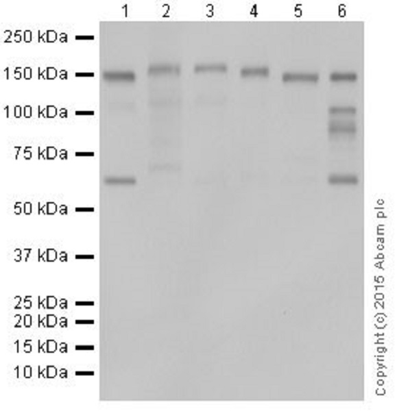Western blot - Anti-CTCF antibody [EPR18253] - ChIP Grade (AB188408), expandable thumbnail