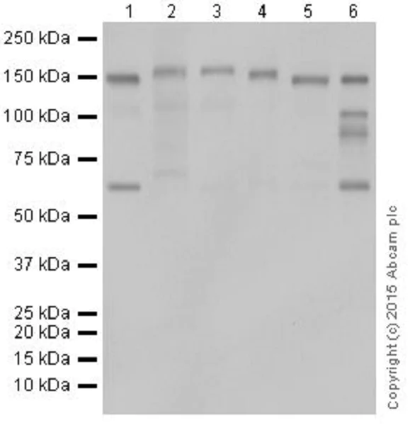 Western blot - Anti-CTCF antibody [EPR18253] - ChIP Grade (AB188408)