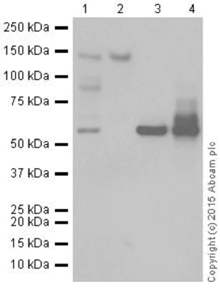 Western blot - Anti-CTCF antibody [EPR18253] - ChIP Grade (AB188408)