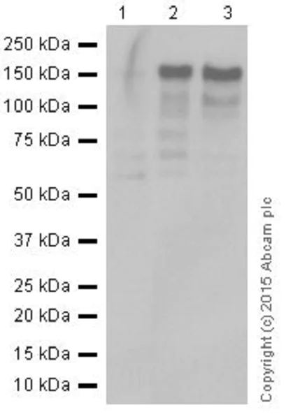 Western blot - Anti-CTCF antibody [EPR18253] - ChIP Grade (AB188408)