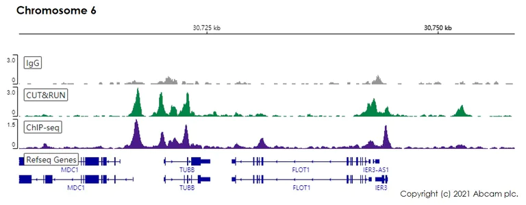 ChIC/CUT&RUN sequencing - Anti-CTCF antibody [EPR18253] - ChIP Grade - BSA and Azide free (AB241391)