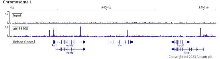ChIP-sequencing - Anti-CTCF antibody [EPR18253] - ChIP Grade - BSA and Azide free (AB241391)