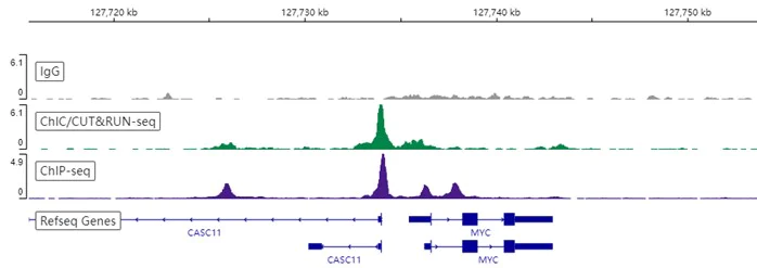 ChIC/CUT&RUN sequencing - Anti-CTCF antibody [EPR7314(B)] - ChIP Grade (AB128873)