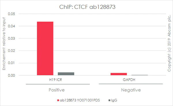ChIP - Anti-CTCF antibody [EPR7314(B)] - ChIP Grade (AB128873)