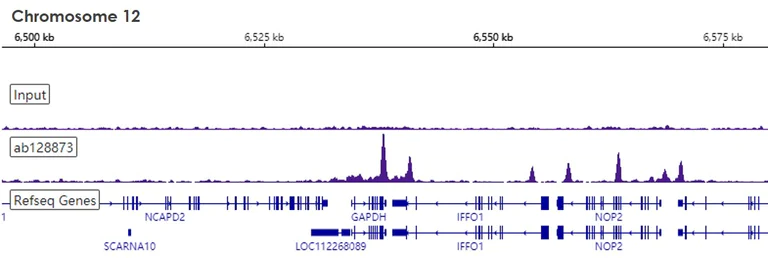 ChIP-sequencing - Anti-CTCF antibody [EPR7314(B)] - ChIP Grade (AB128873)