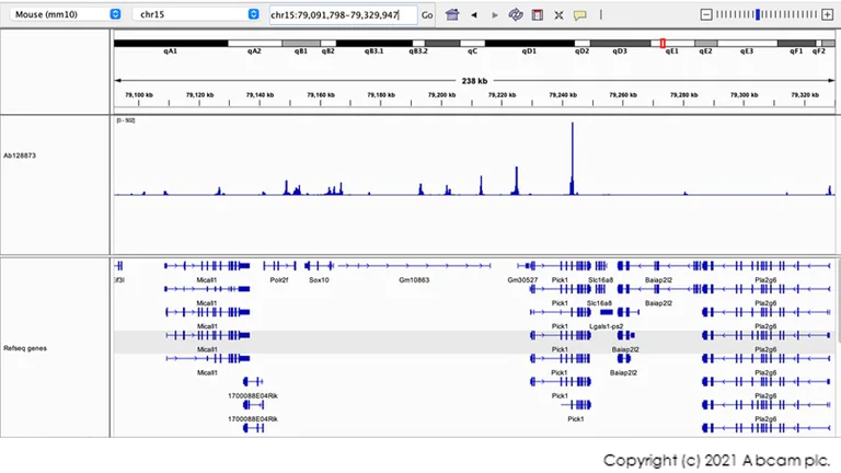 CUT&Tag sequencing - Anti-CTCF antibody [EPR7314(B)] - ChIP Grade (AB128873)