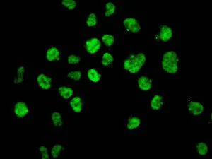 Immunocytochemistry/ Immunofluorescence - Anti-CTCF antibody [EPR7314(B)] - ChIP Grade (AB128873)