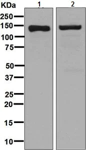 Western blot - Anti-CTCF antibody [EPR7314(B)] - ChIP Grade (AB128873)