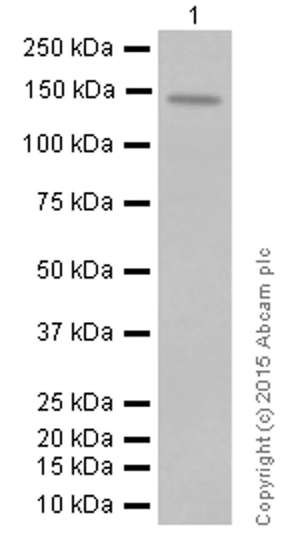 Western blot - Anti-CTCF antibody [EPR7314(B)] - ChIP Grade (AB128873)