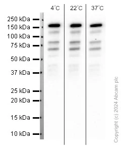 Western blot - Anti-CTCF antibody [EPR7314(B)] - ChIP Grade (AB128873)