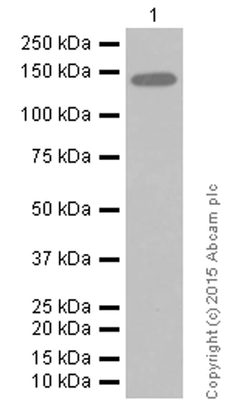Western blot - Anti-CTCF antibody [EPR7314(B)] - ChIP Grade (AB128873)
