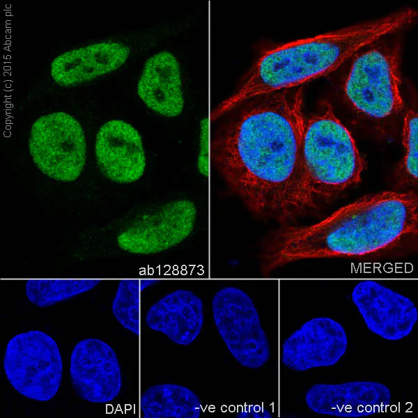 Immunocytochemistry/ Immunofluorescence - Anti-CTCF antibody [EPR7314(B)] - ChIP Grade - BSA and Azide free (AB240035)