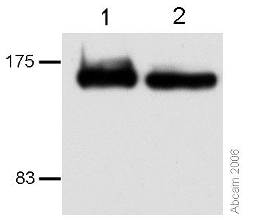Western blot - Anti-CTCF antibody [mAbcam 37477] (AB37477)