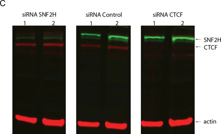 Western blot - Anti-CTCF antibody [mAbcam 37477] (AB37477)